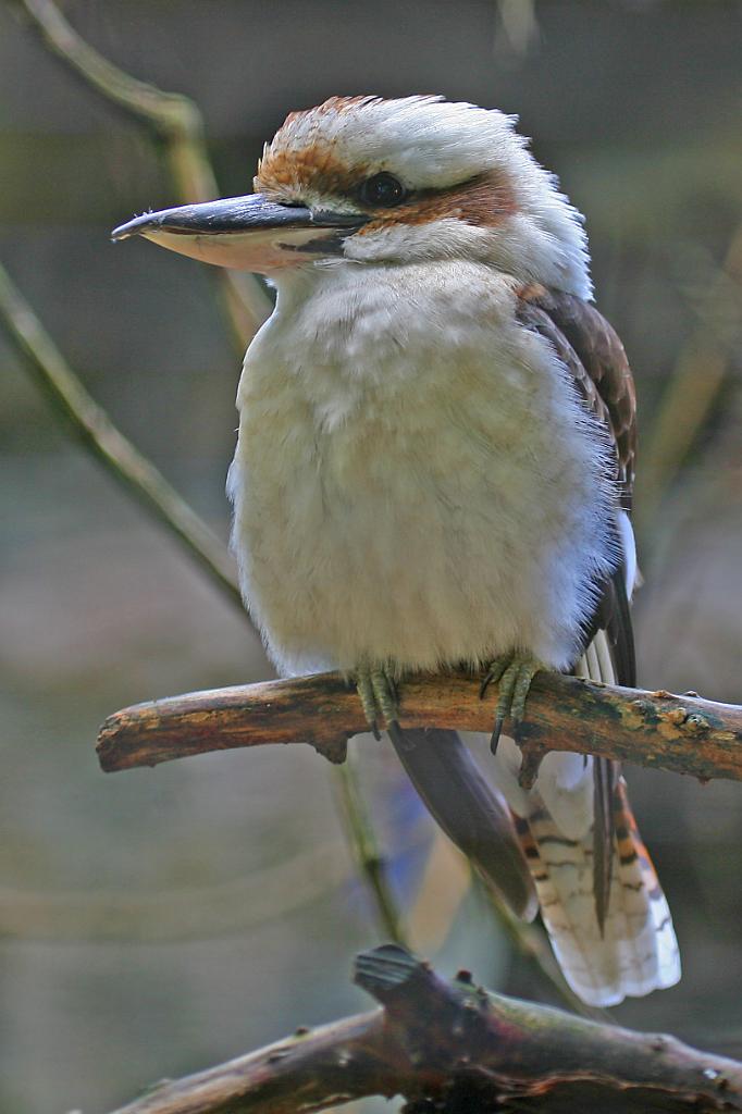 Zoo Schmiding 001.jpg